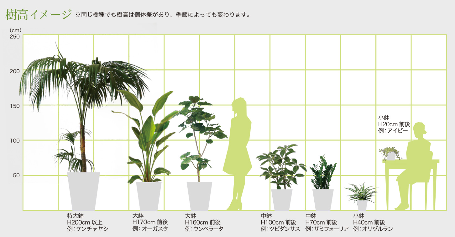 竹中庭園緑化 レンタルグリーン